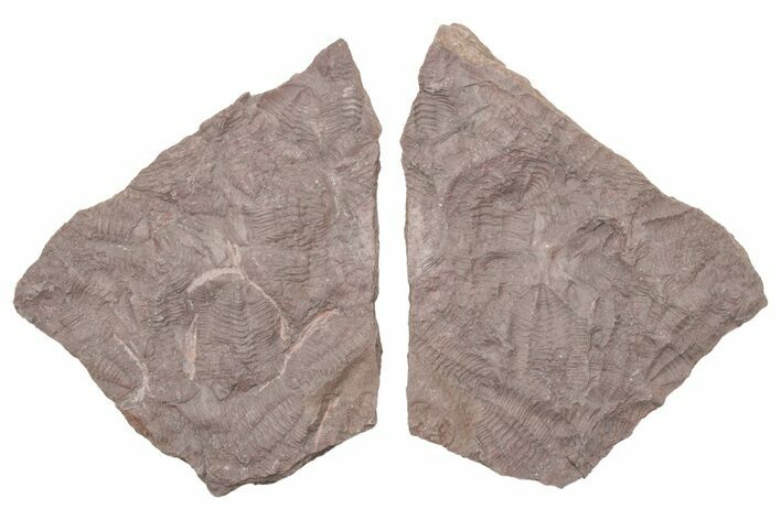 Ordovician Trilobite Mortality Plate (Pos/Neg) - Morocco #218669